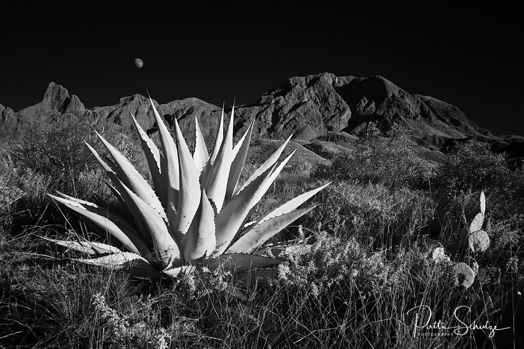 Agave and Moon