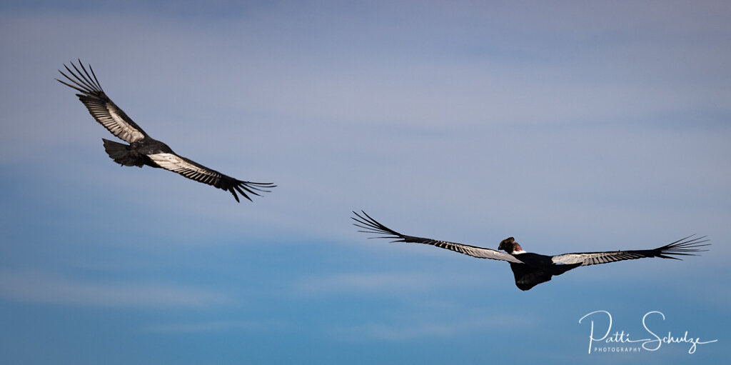 Two Condors